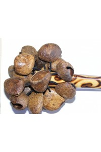 Natural Bali Nut Shaker / Chestnut Shaker / Pangi Seed Shaker - Beautiful Sound